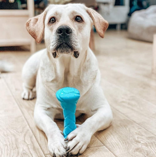 From Backyard to Beyond: Re‑Imagining Pet Play in a Changing World